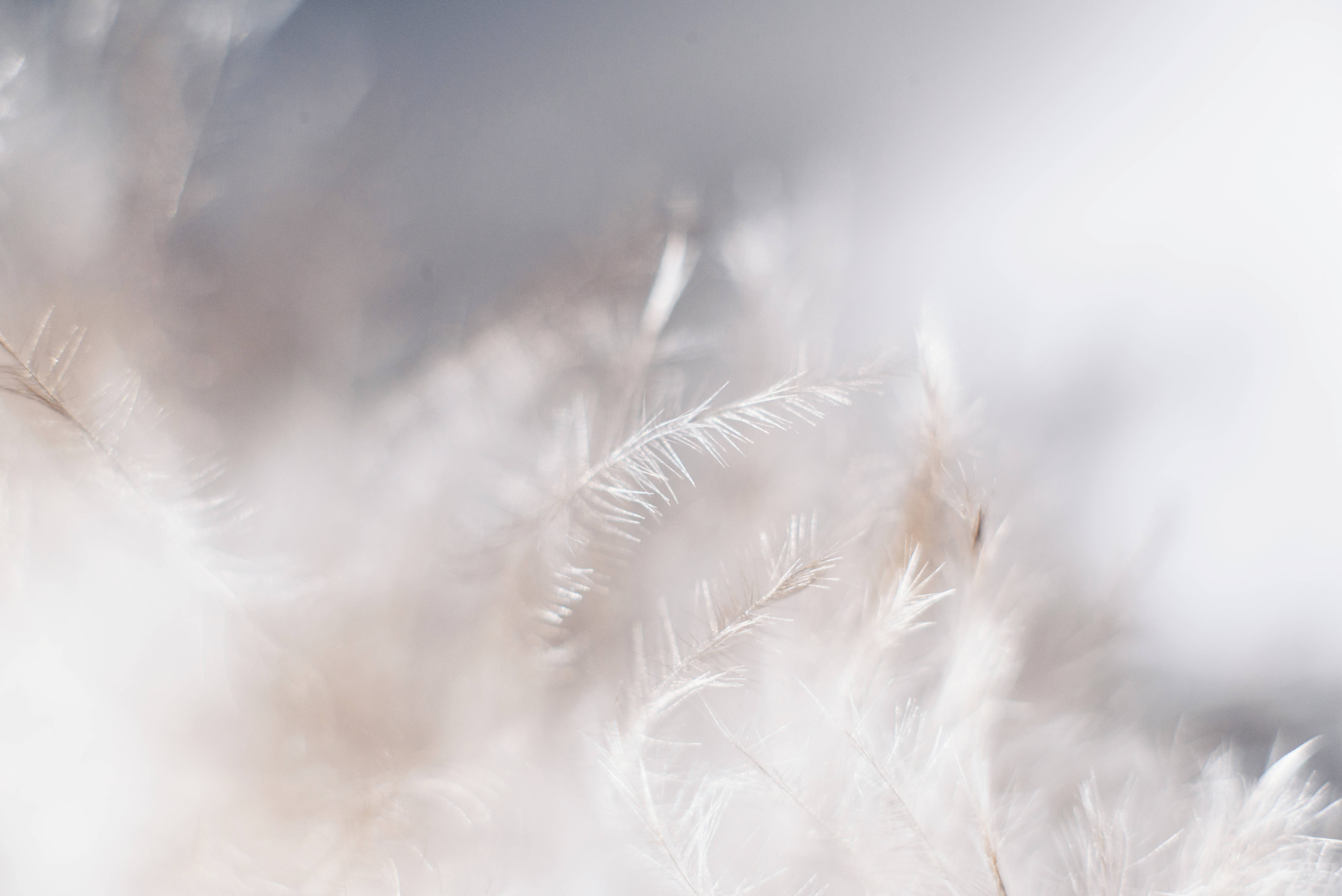 white leaves, feathery plumes, muted beige and white, 5K Desktop Wallpaper