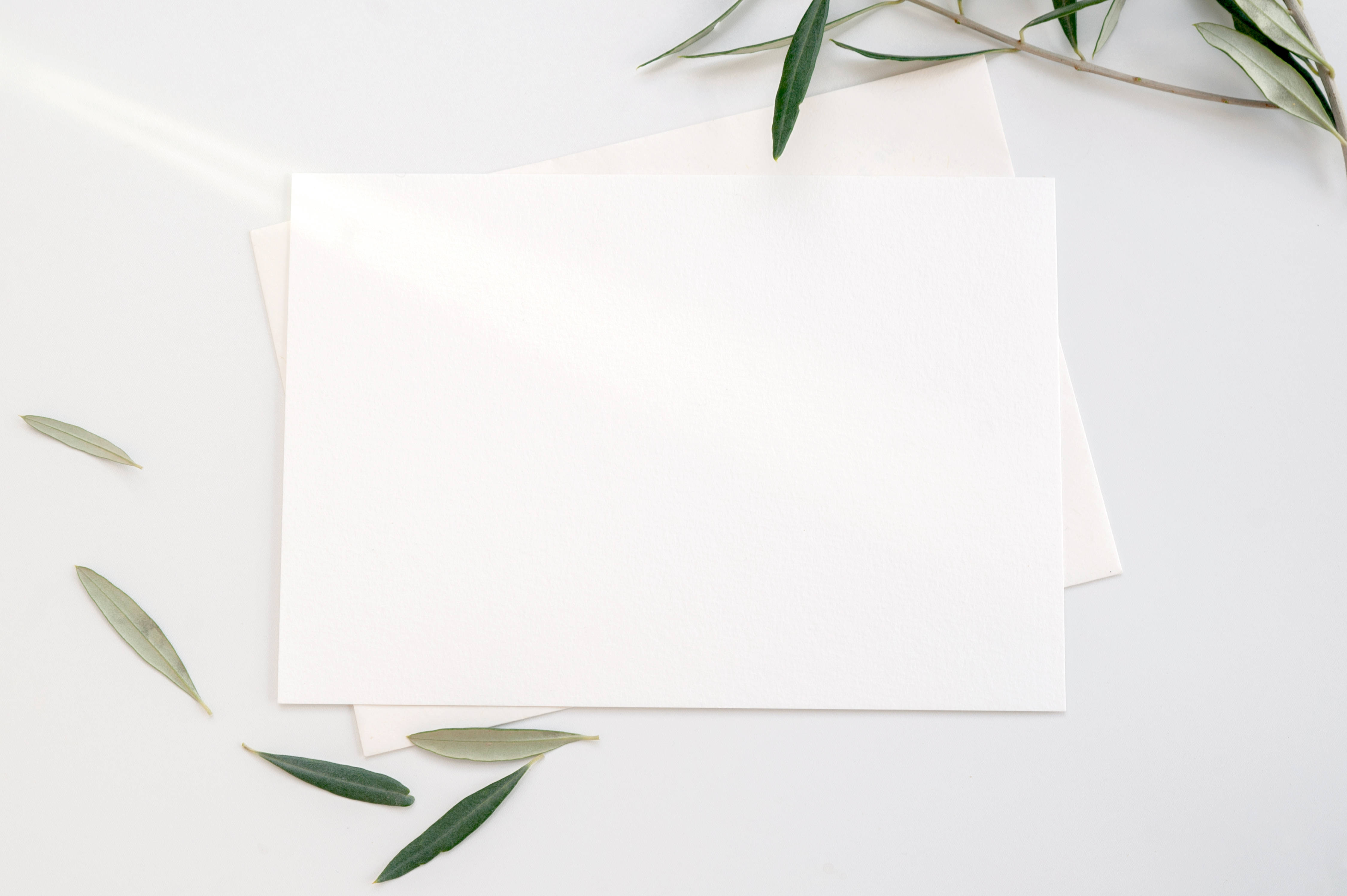 blank white printer paper, pristine white surface, olive leaves, 4K Desktop Wallpaper