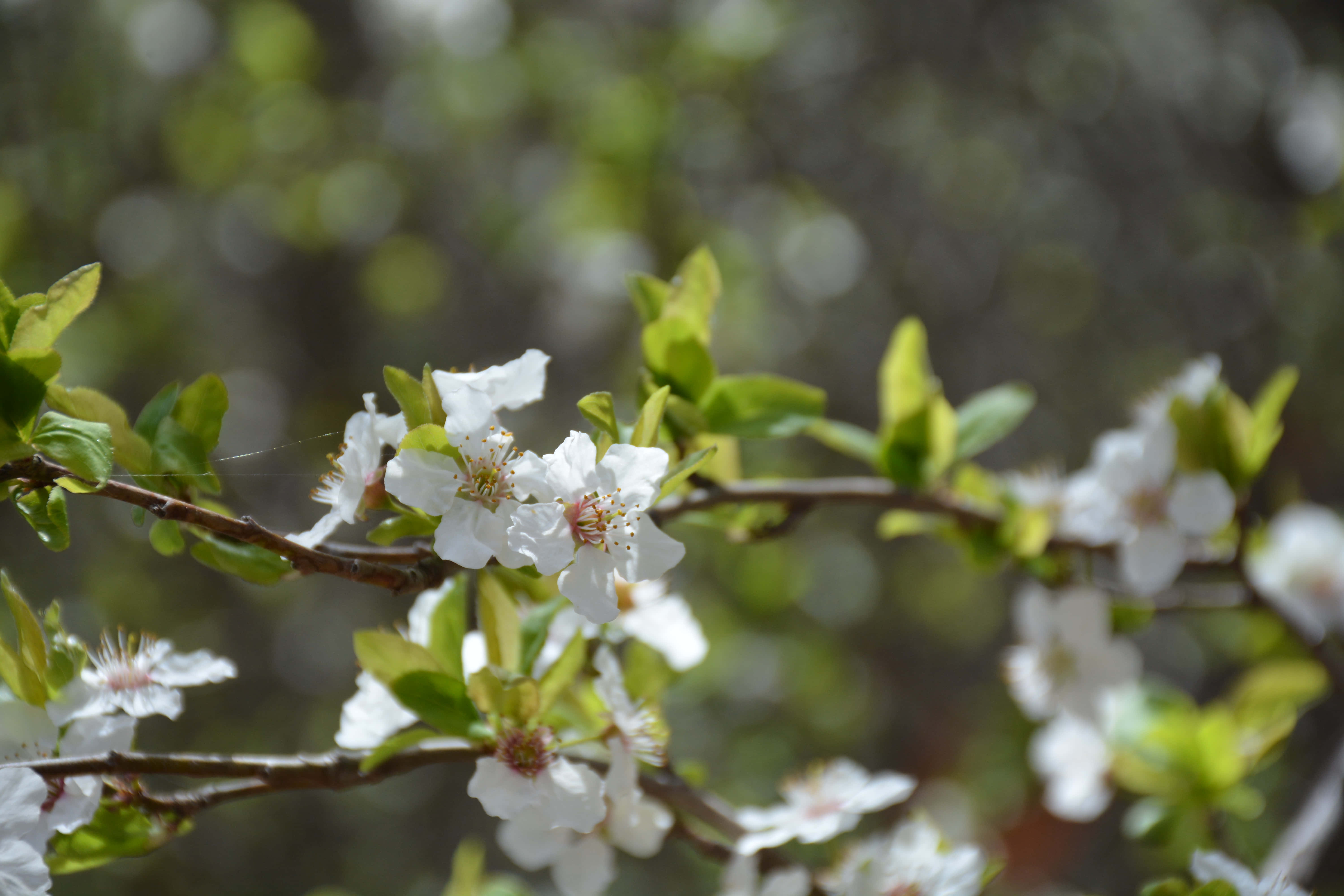 white flowers, branch, yellow centers, 5K Desktop Wallpaper
