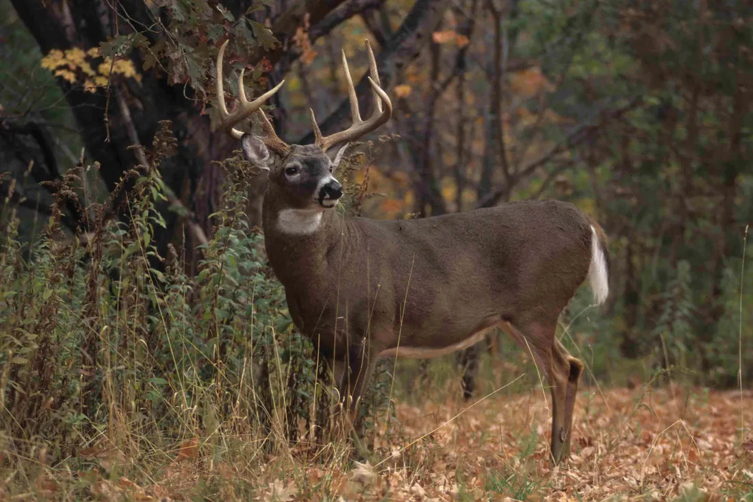 Whitetail Deer Wallpapers