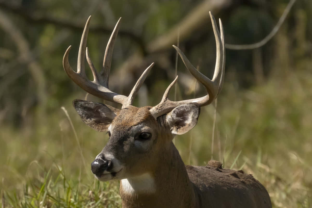 Whitetail Deer, buck, large antlers, SD Desktop Wallpaper