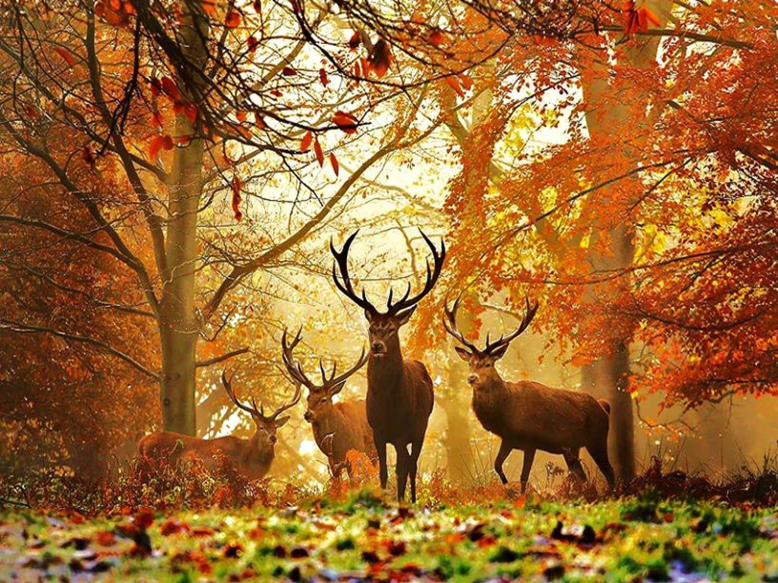 Whitetail Deer, autumn forest, sunlit, HD Desktop Wallpaper