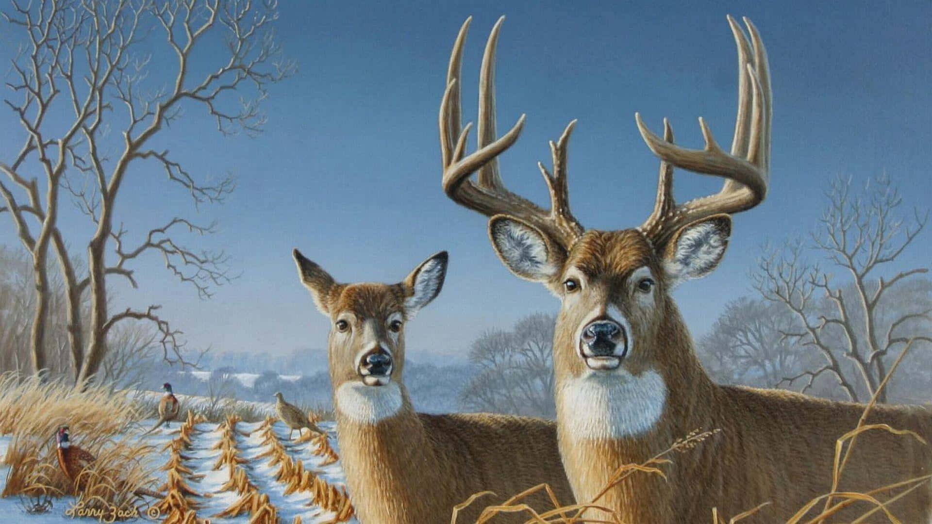 Whitetail Deer, buck, doe, Full HD Desktop Wallpaper