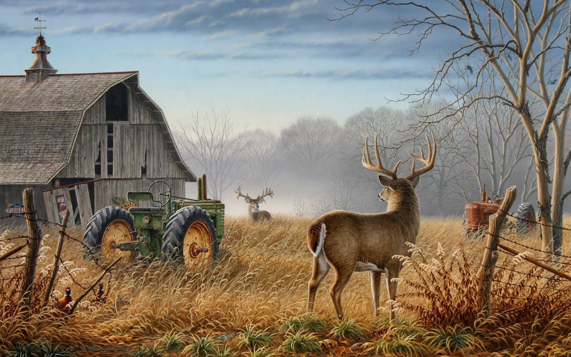 Whitetail Deer, buck, tall golden grass, Full HD Desktop Wallpaper