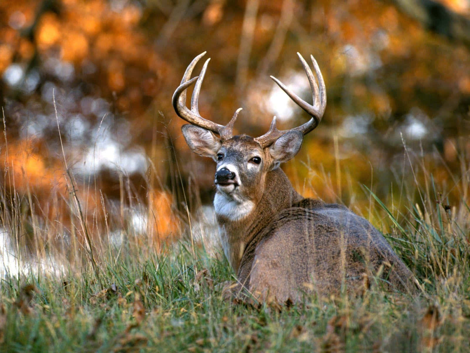 Whitetail Deer, large antlers, golden autumn grasses, HD Desktop Wallpaper
