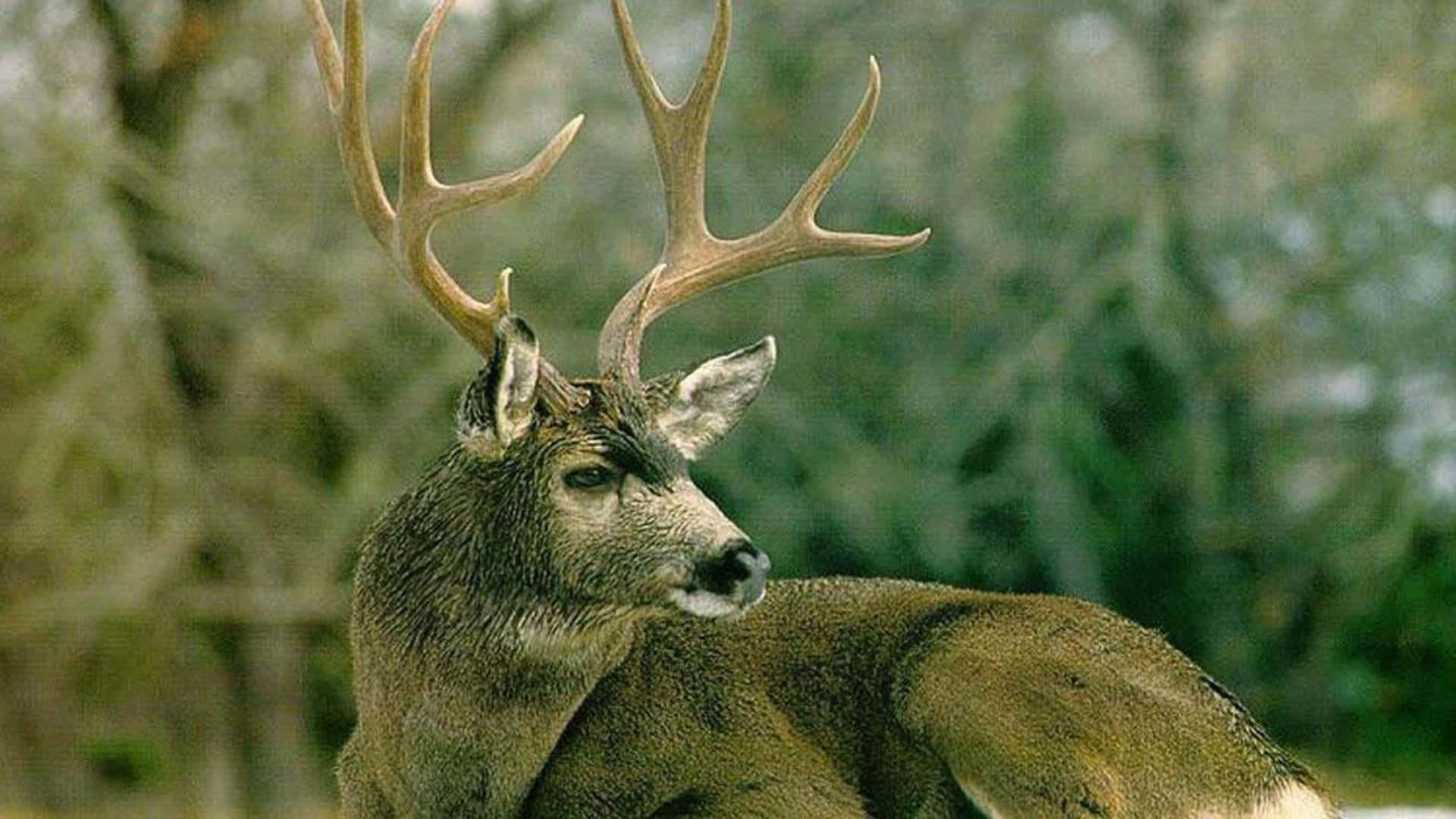Whitetail Deer, buck, large antlers, Full HD Desktop Wallpaper