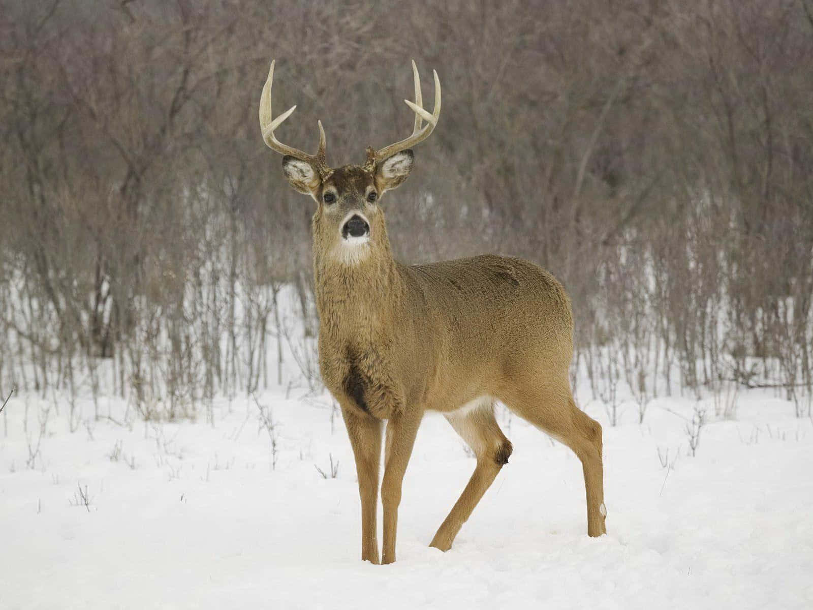 Whitetail Deer, buck, large antlers, HD Desktop Wallpaper