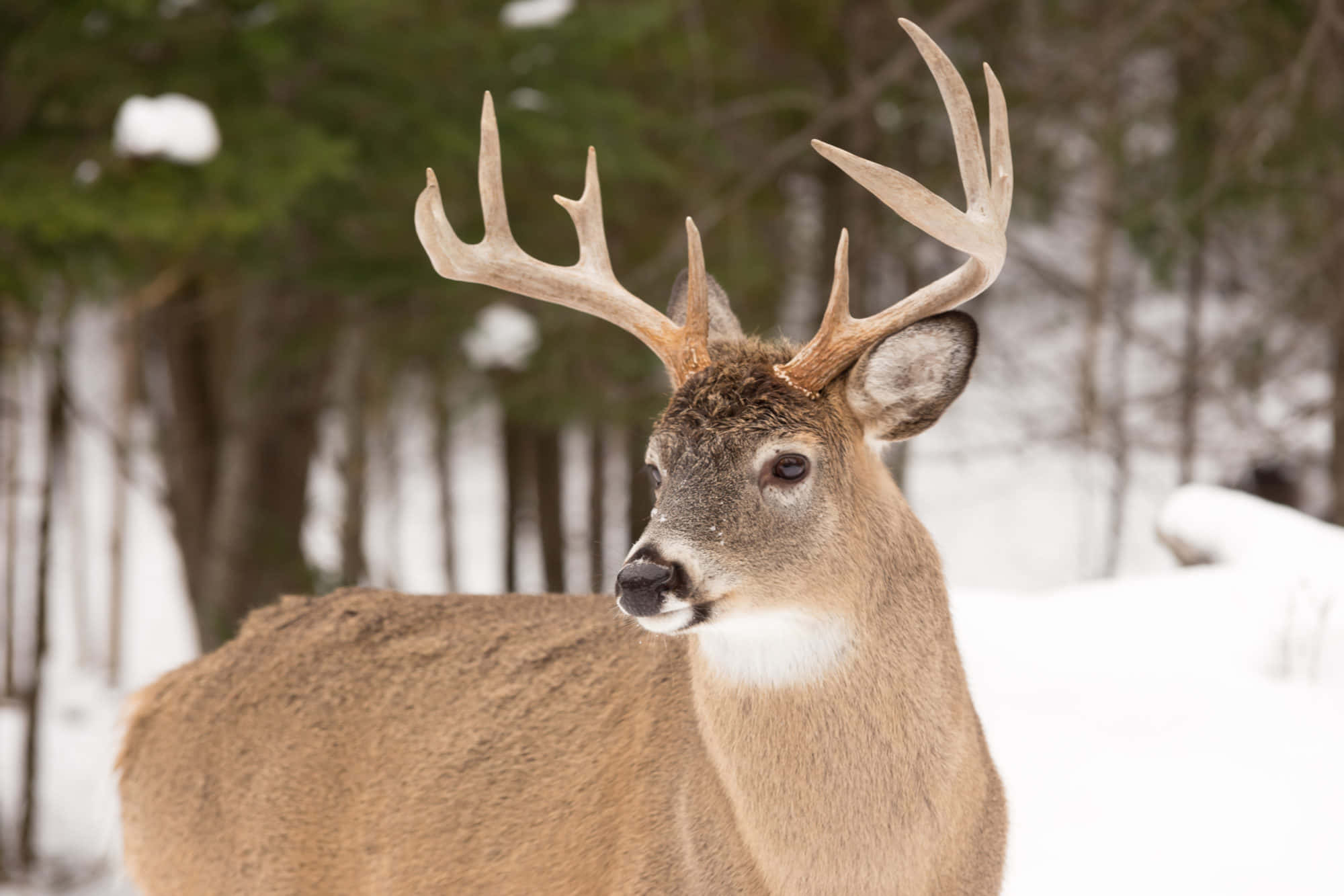 whitetail deer, buck, large antlers, Full HD Desktop Wallpaper