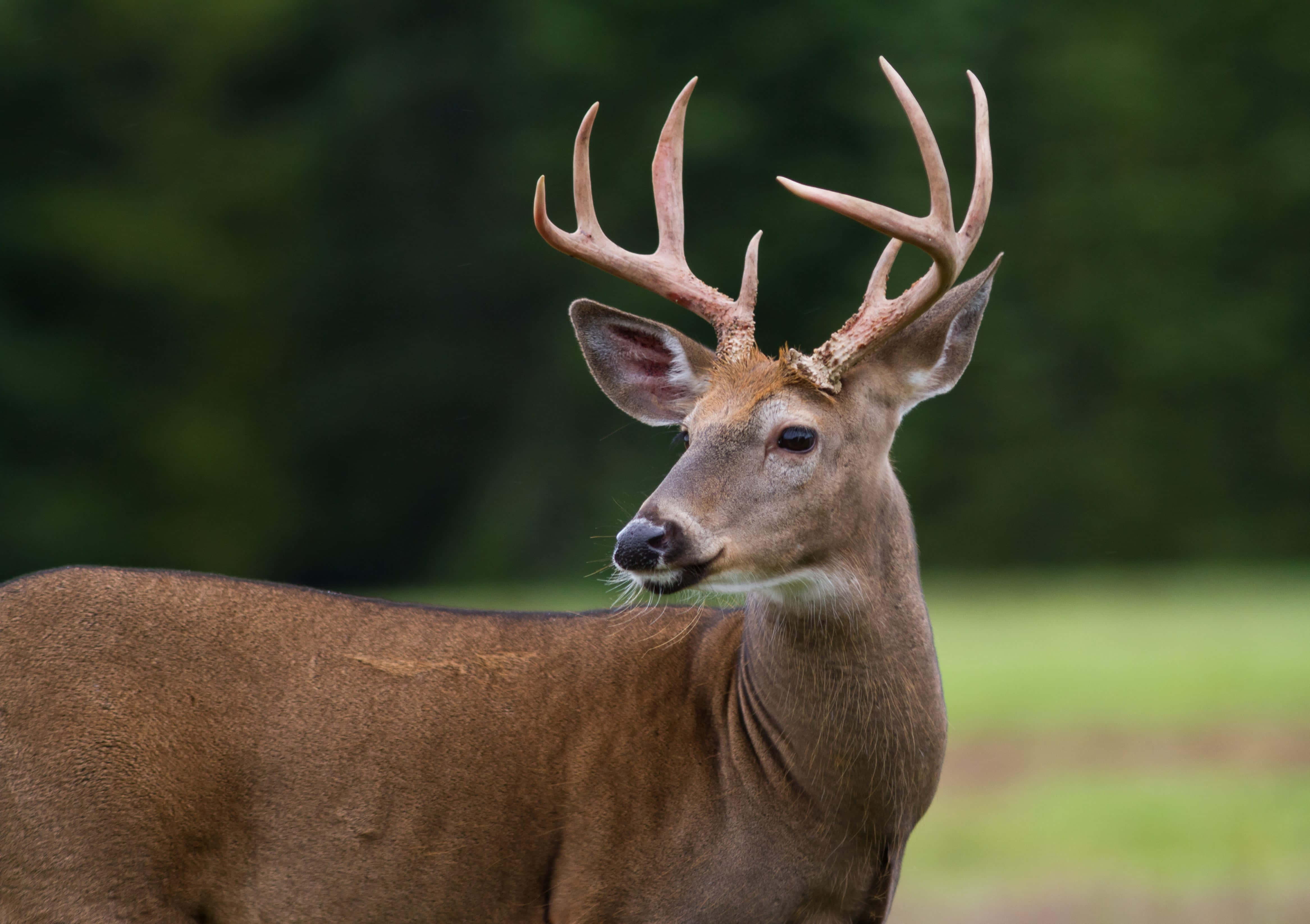 Whitetail Deer, large antlers, lush green field, 4K Desktop Wallpaper