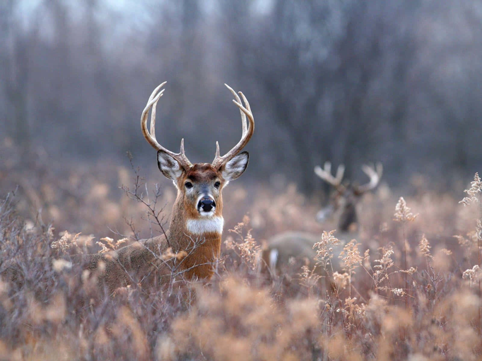 Whitetail Deer, large antlers, dry golden grasses, HD Desktop Wallpaper