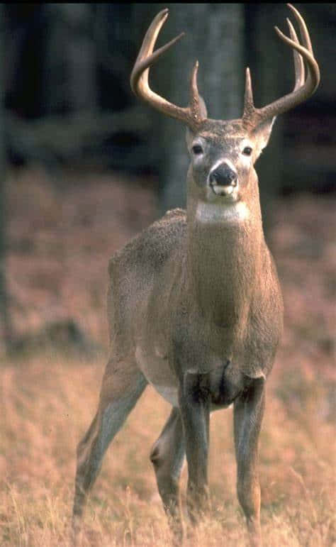 Whitetail Deer, buck, large antlers, SD Phone Wallpaper