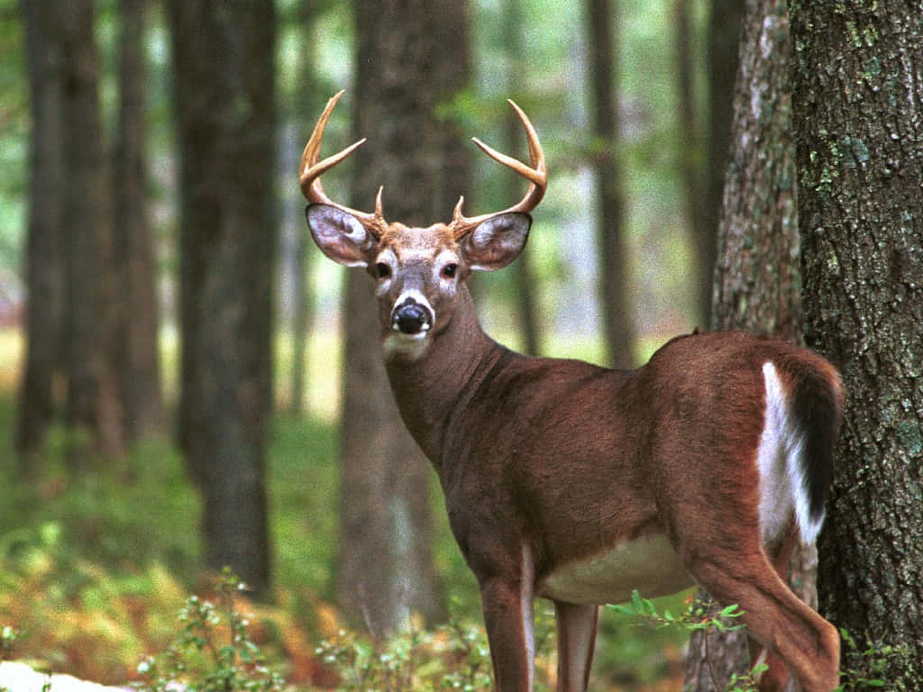 Whitetail Deer, buck, large antlers, SD Desktop Wallpaper