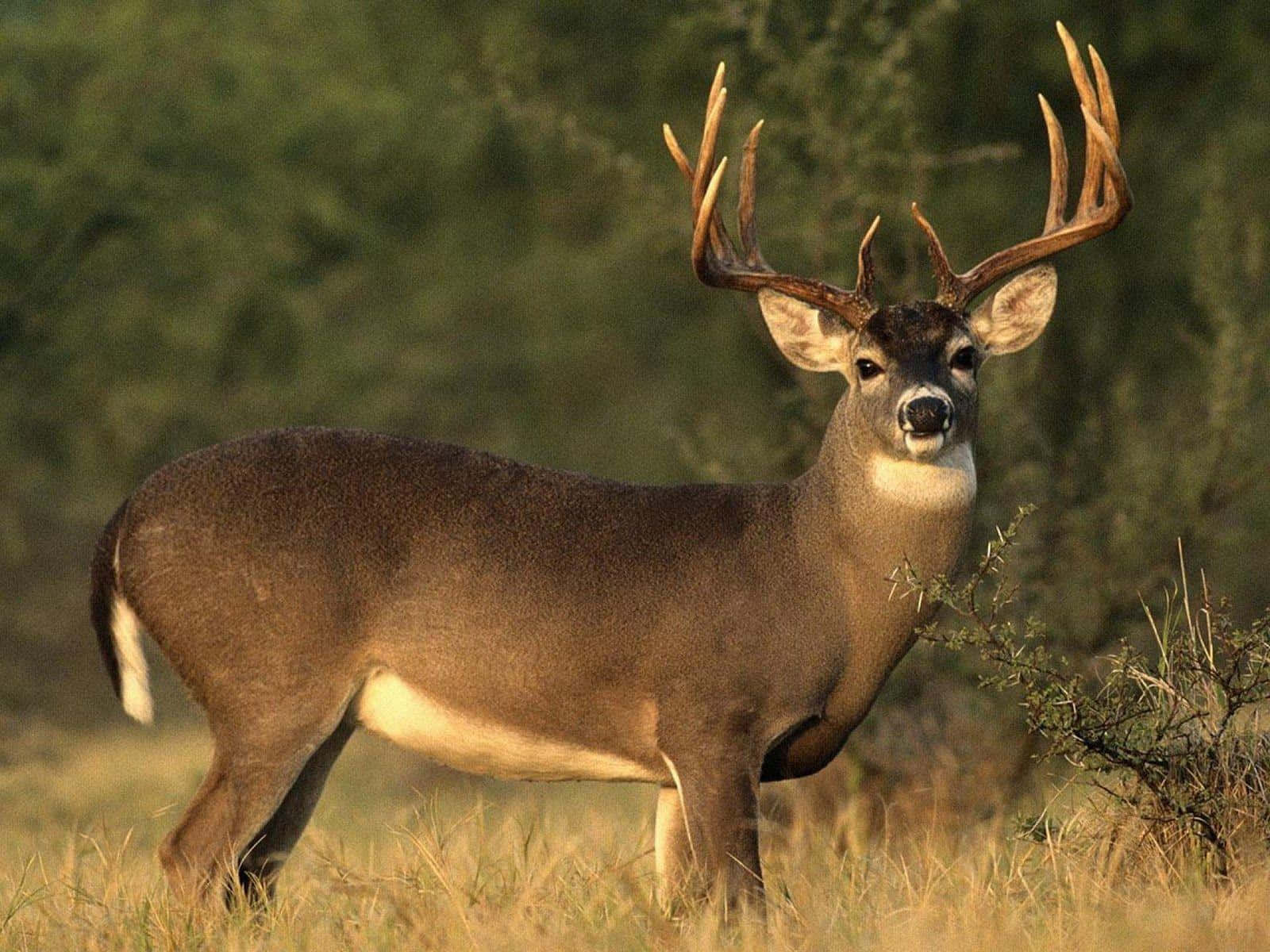 Whitetail Deer, buck, large antlers, HD Desktop Wallpaper