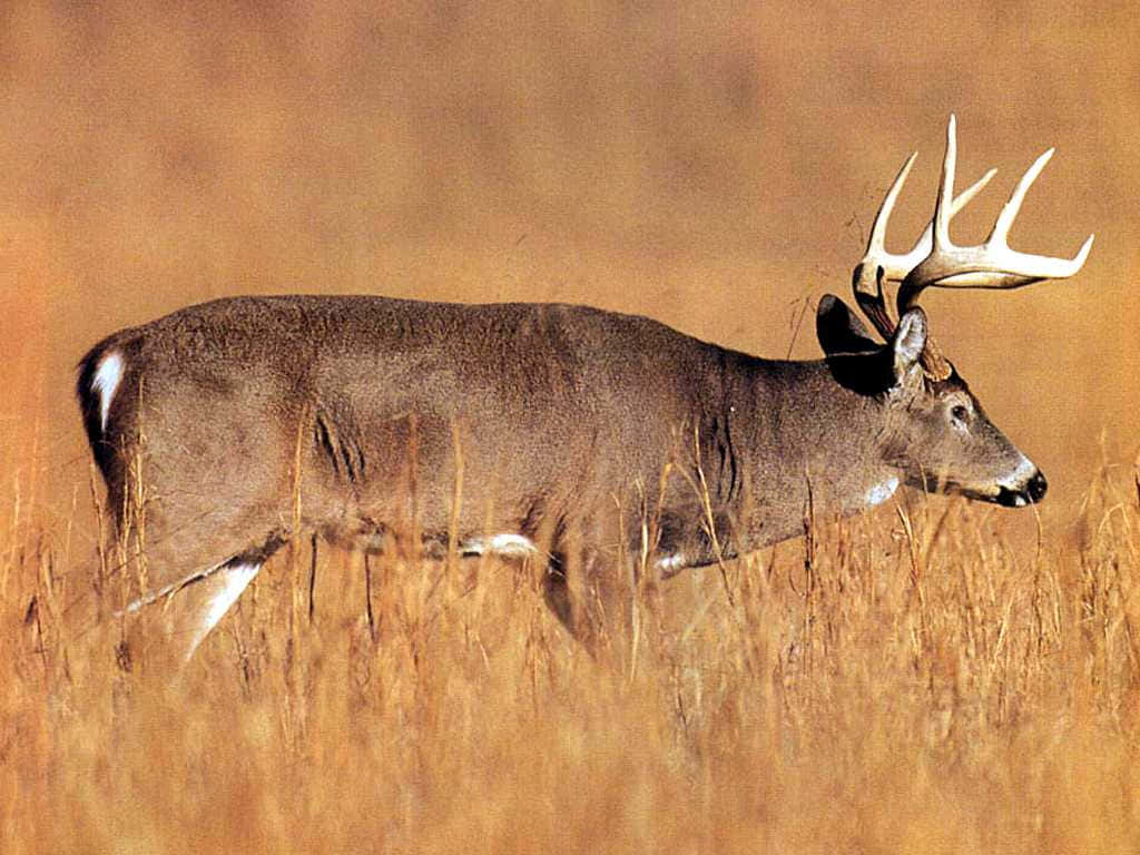 Whitetail Deer, buck, large antlers, SD Desktop Wallpaper