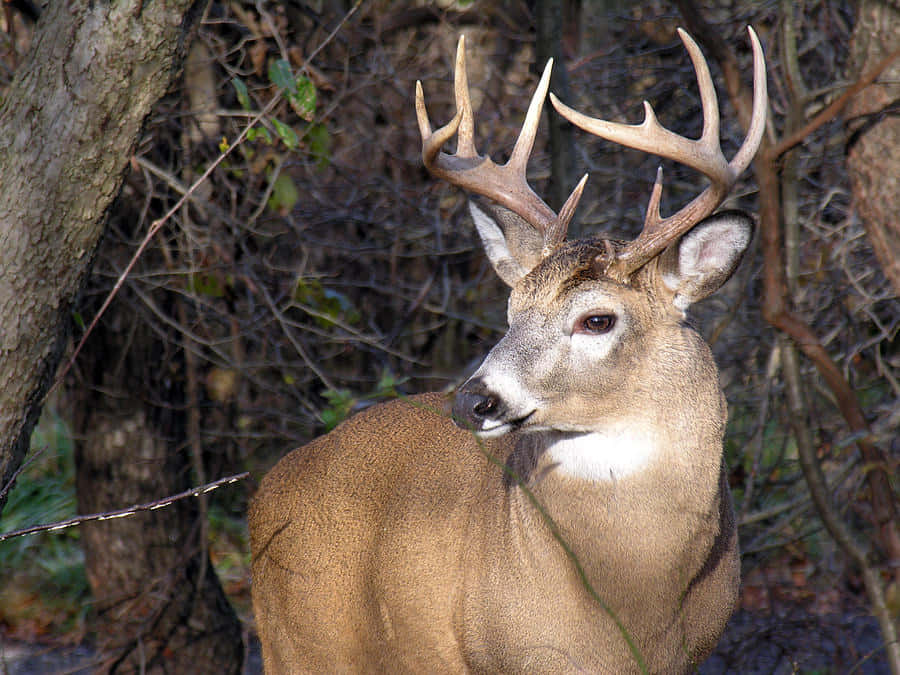 Whitetail Deer, meadow, sunlit forest, SD Desktop Wallpaper