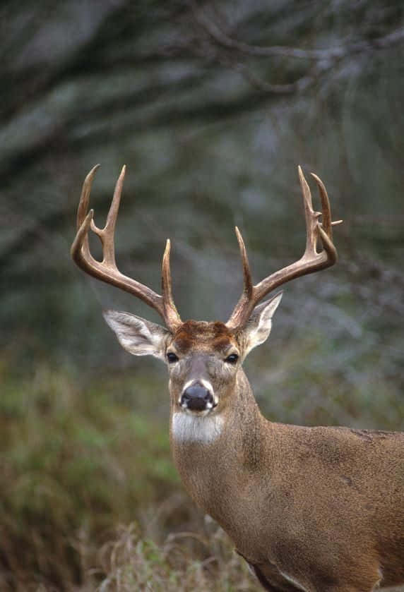 whitetail deer, majestic buck, large antlers, SD Phone Wallpaper