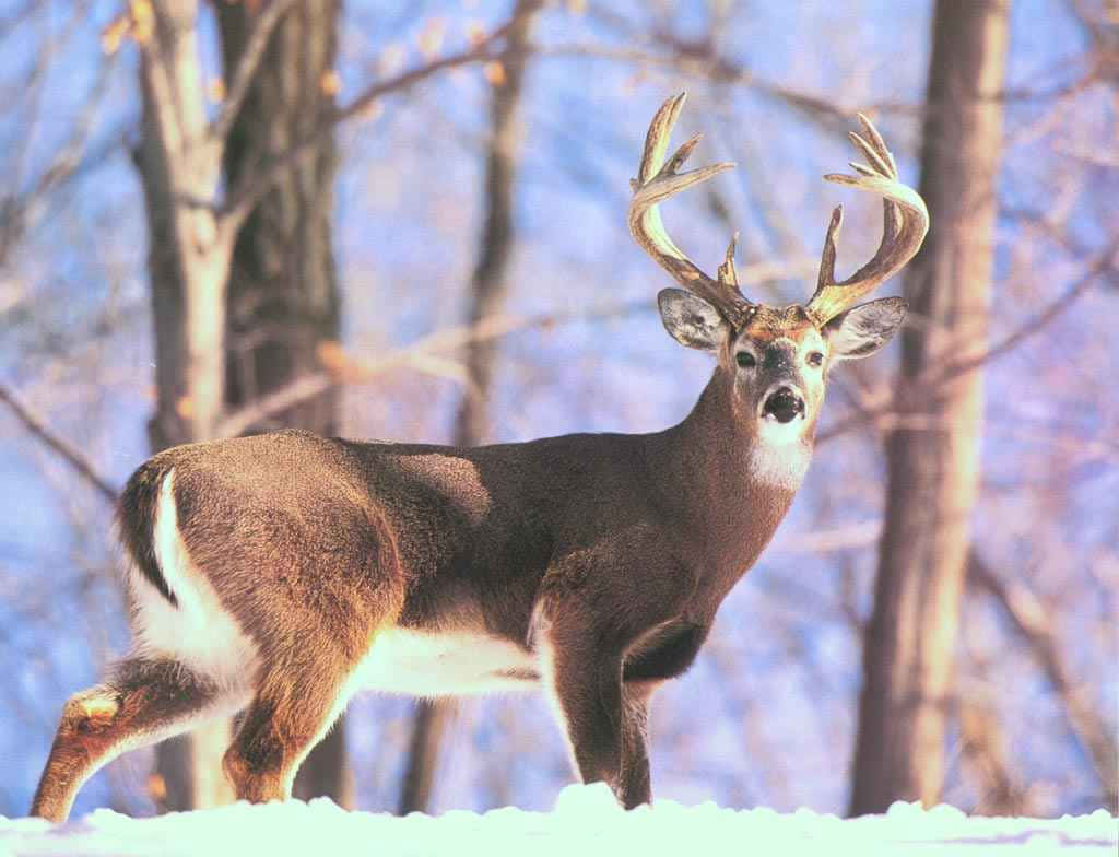Whitetail Deer, buck, large antlers, SD Desktop Wallpaper