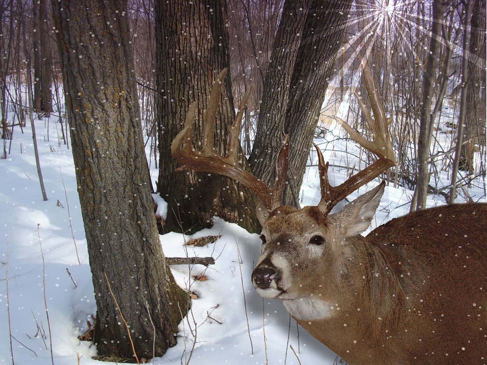 Whitetail Deer, buck, large antlers, HD Desktop Wallpaper