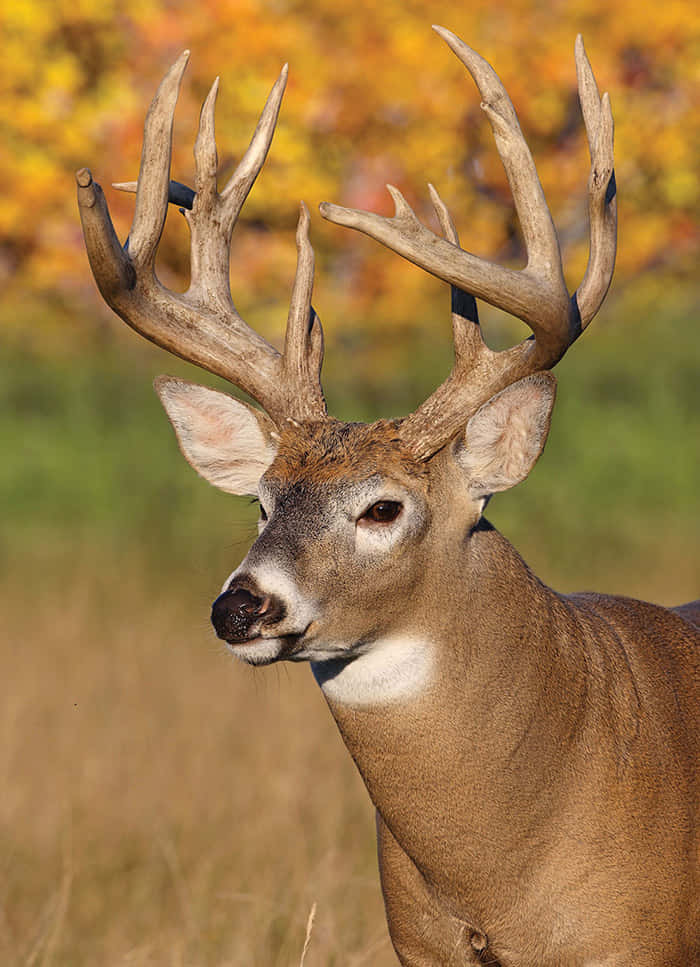 Male Whitetail Deer, large antlers, sunlit field, SD Phone Wallpaper