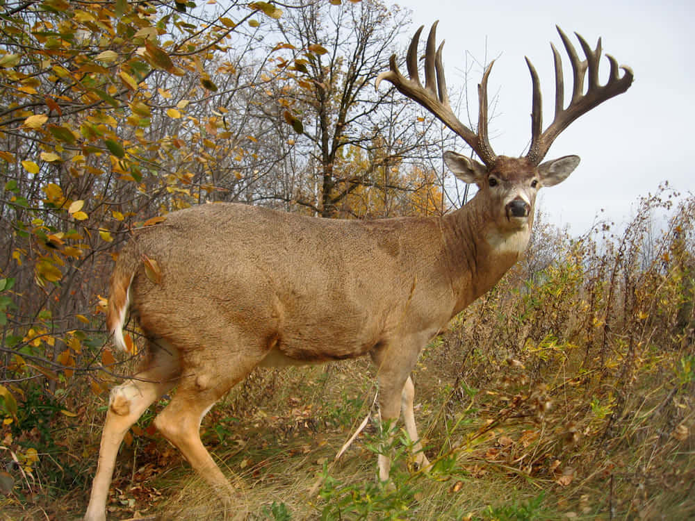 Whitetail Deer, buck, large antlers, SD Desktop Wallpaper