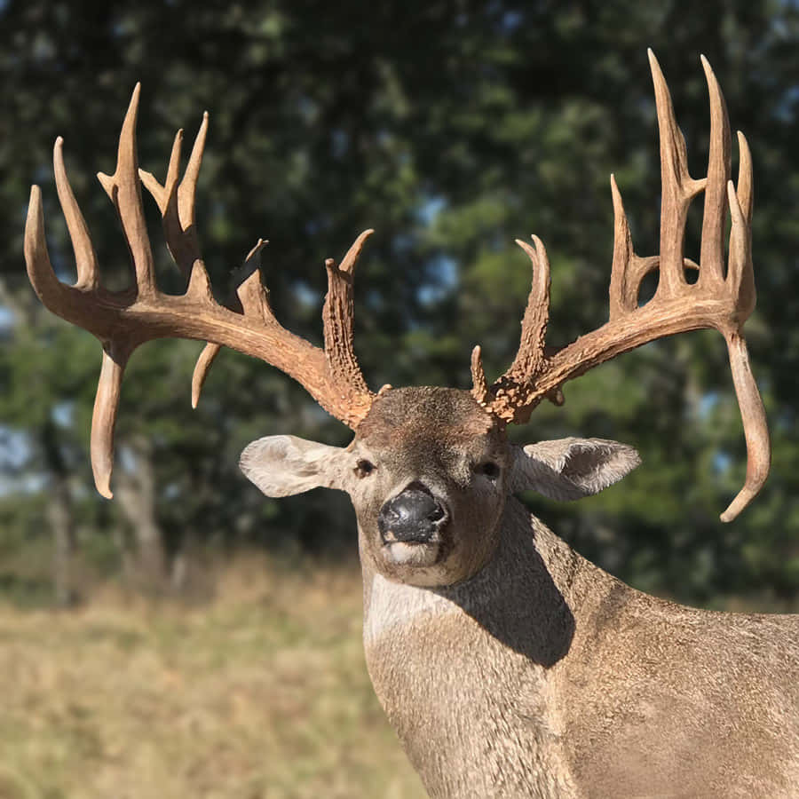 Whitetail Deer, massive antlers, sunlit forest clearing, SD Desktop Wallpaper