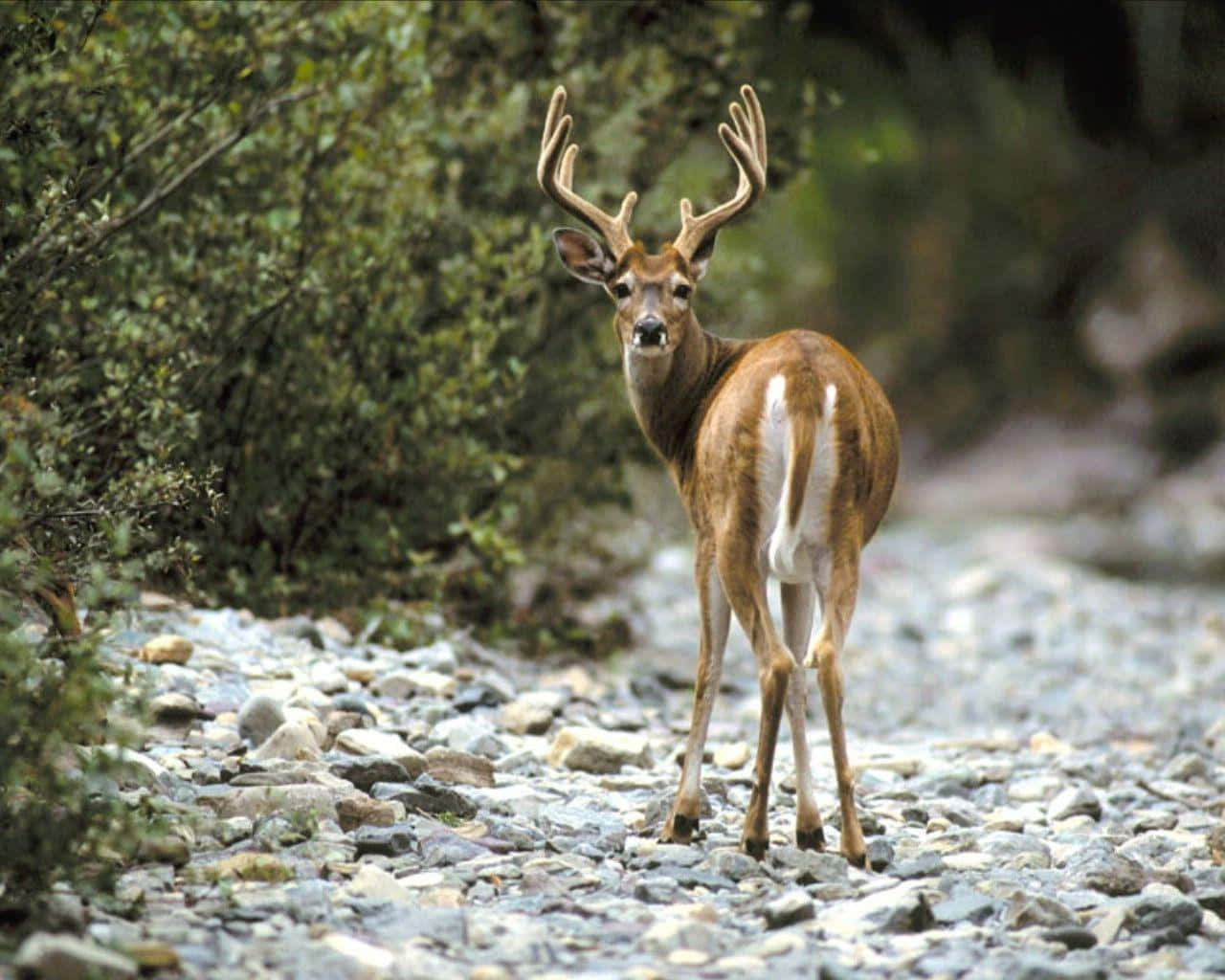 Whitetail Deer, rocky forest trail, large antlers, HD Desktop Wallpaper