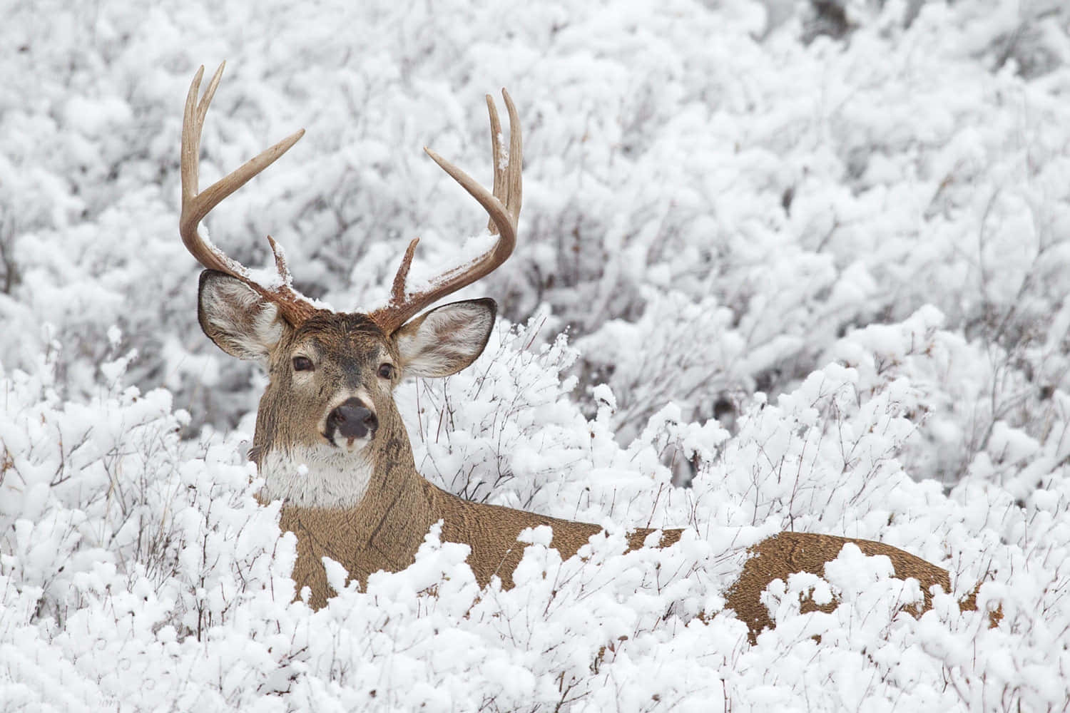 Whitetail Deer, snow-covered field, frosted bushes, HD Desktop Wallpaper