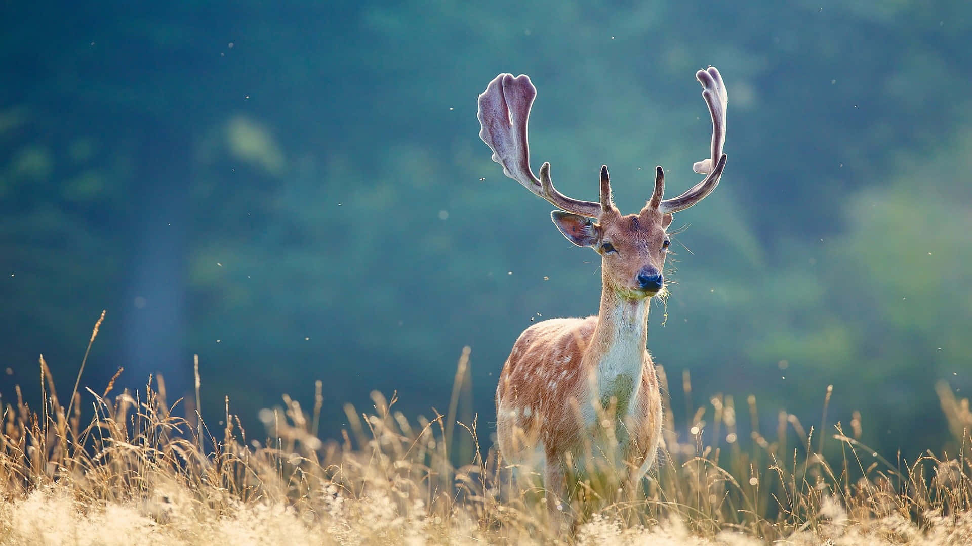 whitetail deer, golden grass, soft sunlight, Full HD Desktop Wallpaper