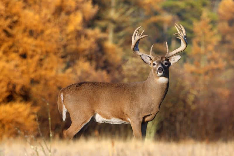 whitetail deer, buck, large antlers, SD Desktop Wallpaper