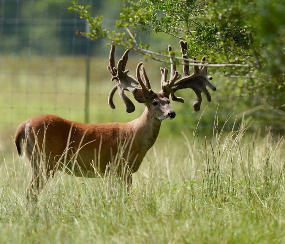Whitetail Deer, buck, massive antlers, SD Desktop Wallpaper