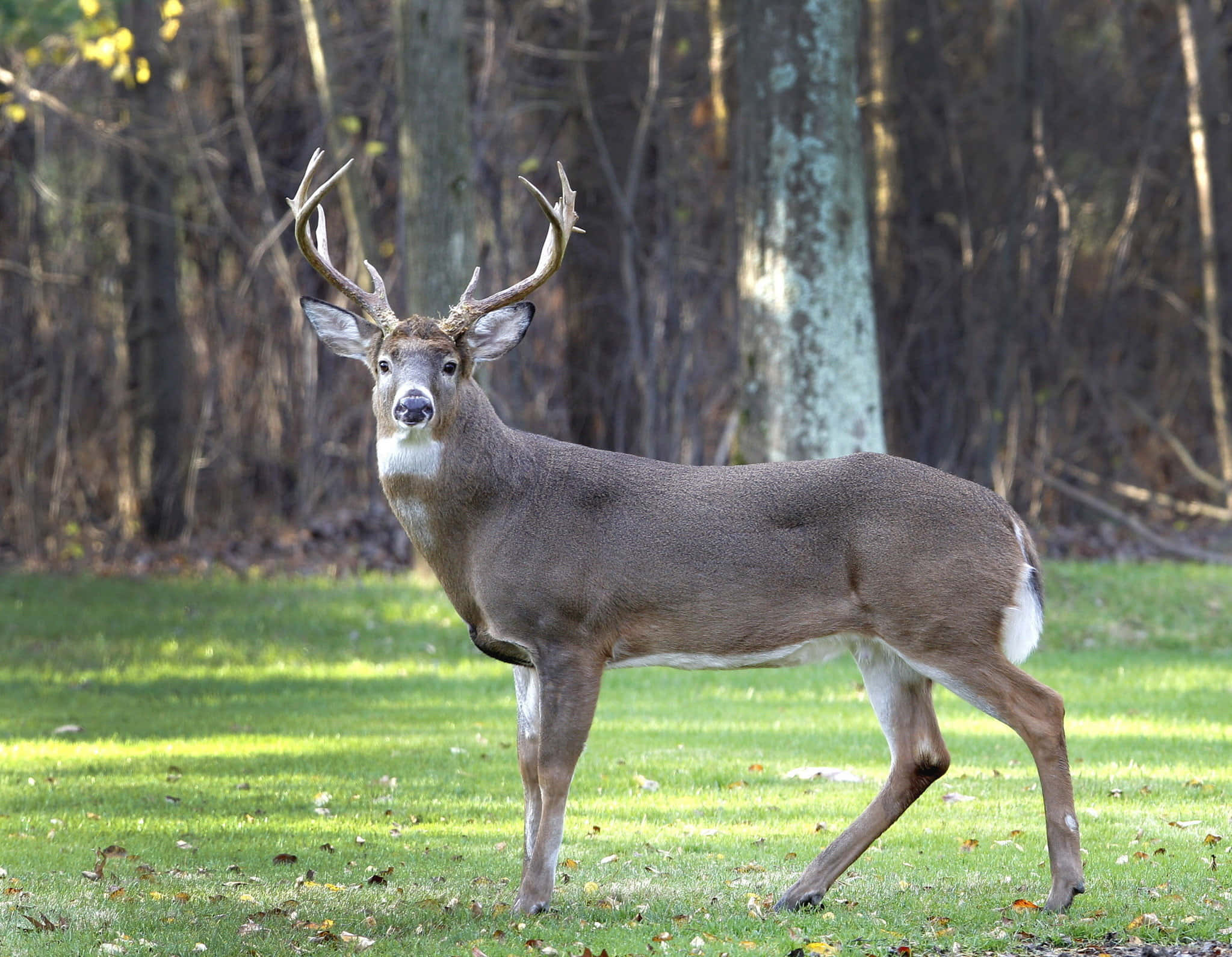 whitetail deer, buck, large antlers, Full HD Desktop Wallpaper