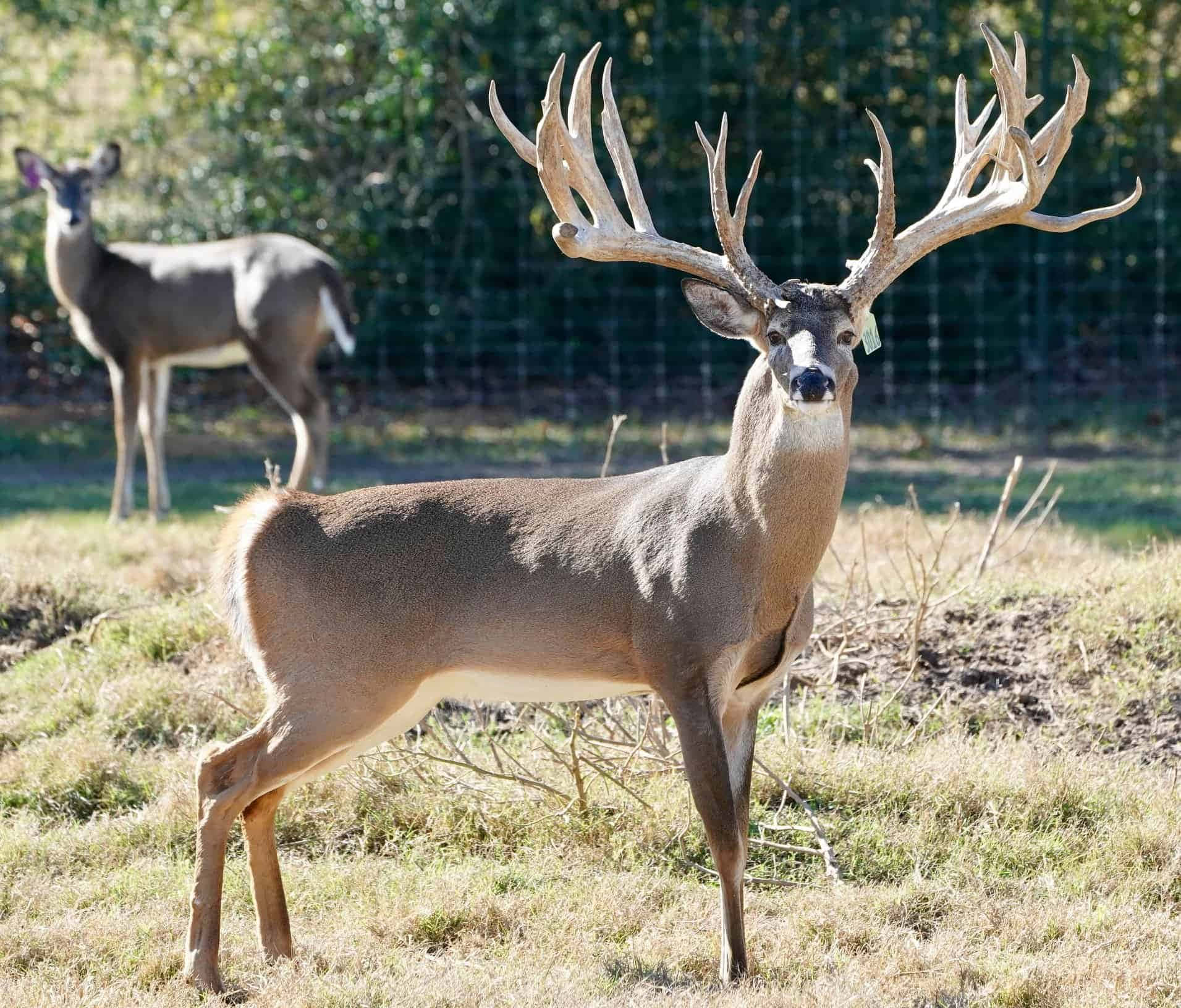 Whitetail Deer, buck, large antlers, HD Desktop Wallpaper