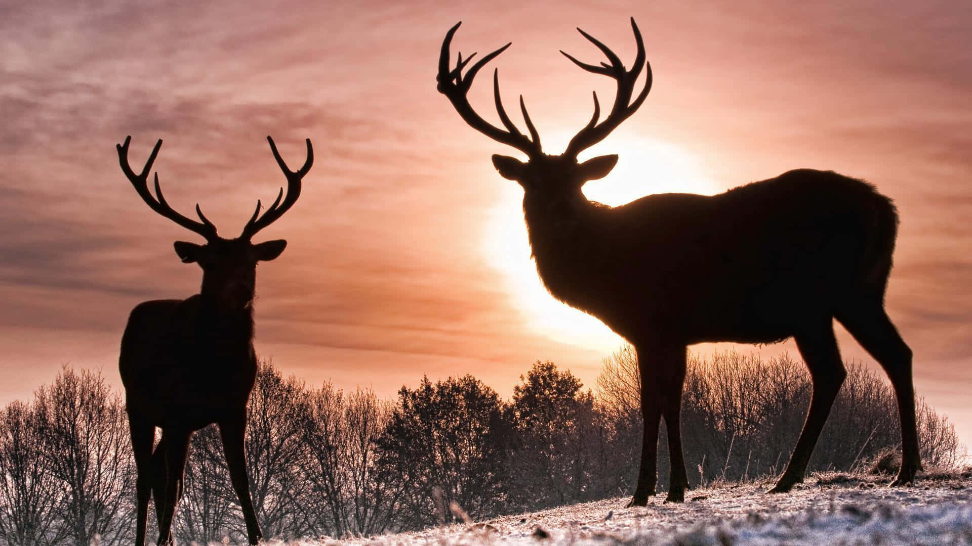 Whitetail Deer, sunset sky, snowy field, Full HD Desktop Wallpaper