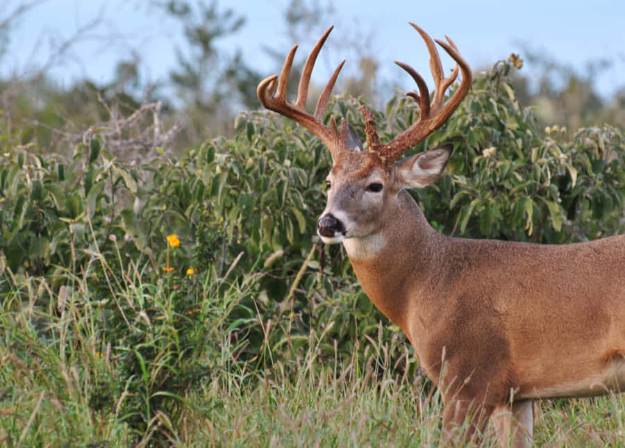 Whitetail Deer, buck, large antlers, SD Desktop Wallpaper