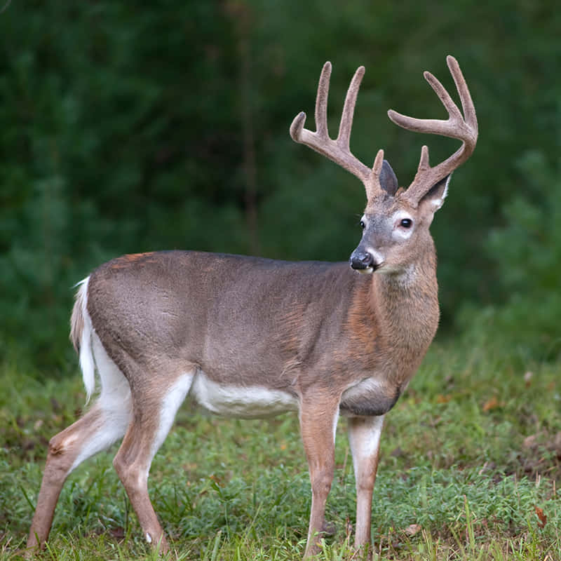 Whitetail Deer, buck, large antlers, SD Desktop Wallpaper