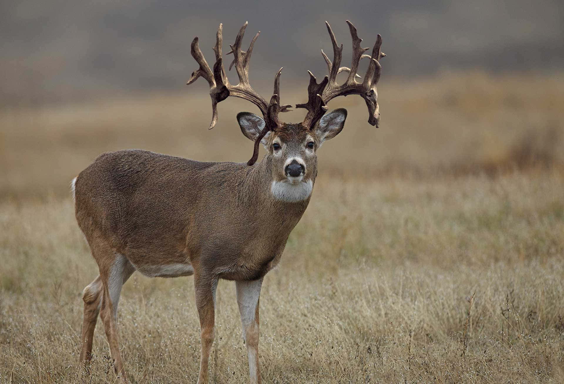 white-tailed buck, large antlers, grassy meadow, Full HD Desktop Wallpaper