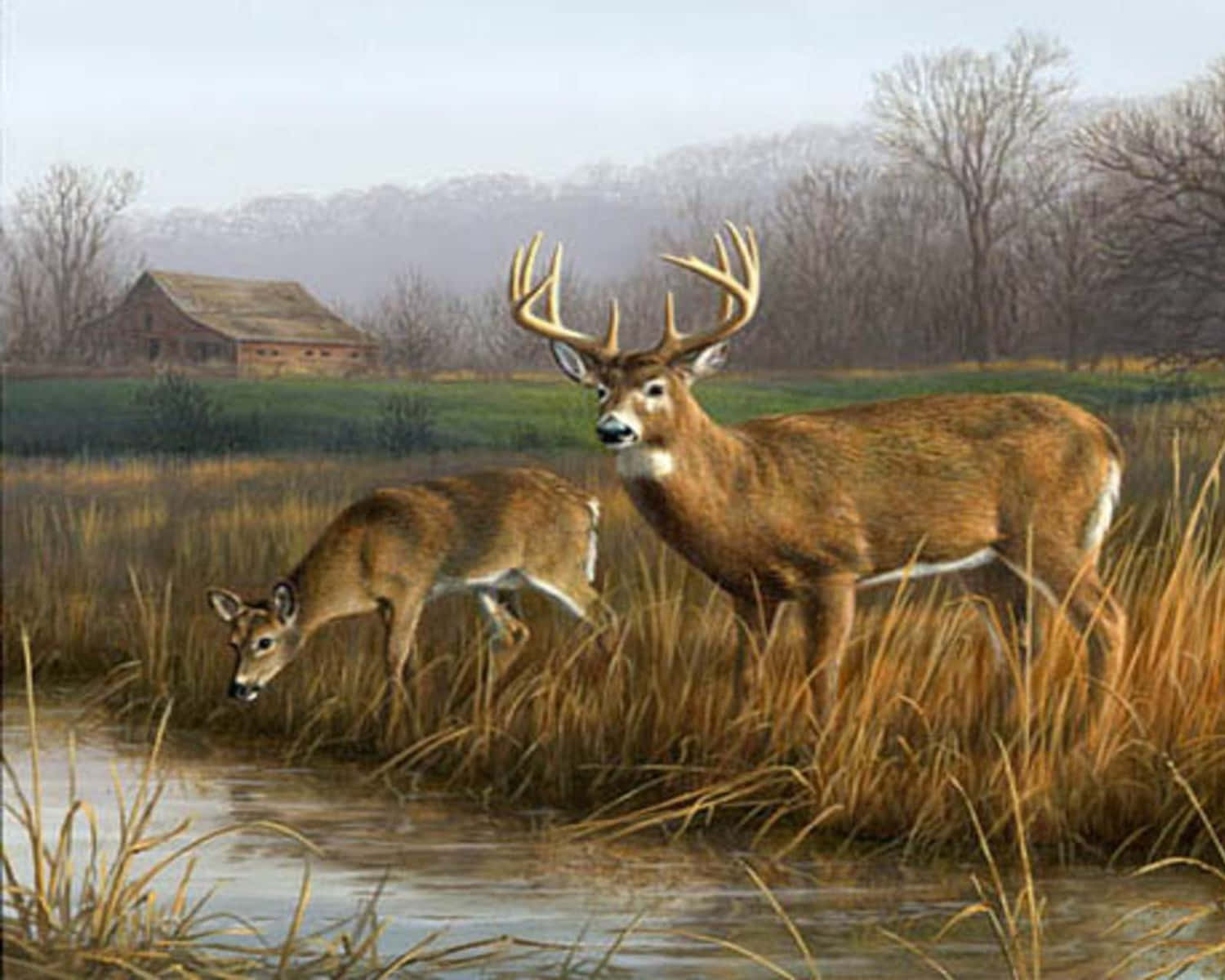 Whitetail Deer, buck, doe, HD Desktop Wallpaper