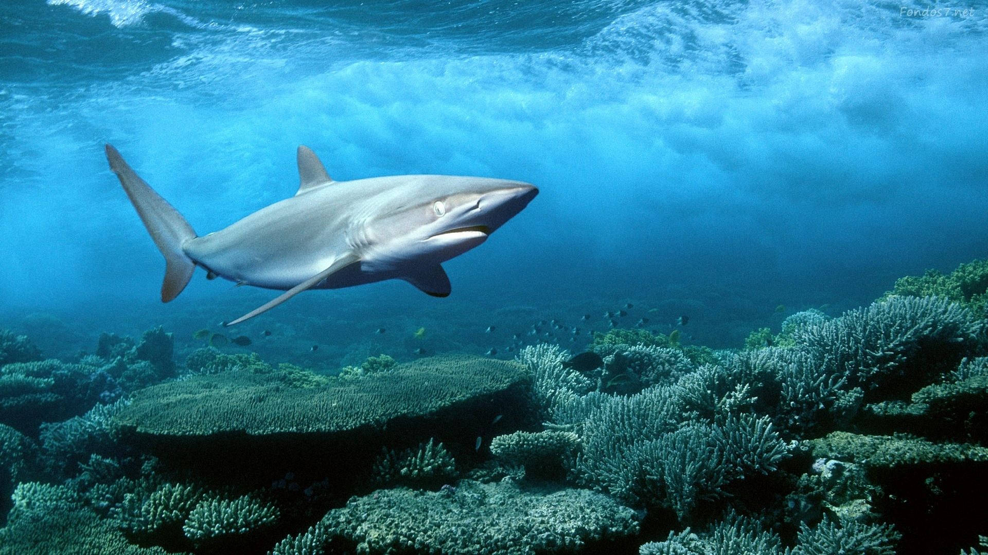 Widescreen Under The Sea, shark, coral reefs, Full HD Desktop Wallpaper