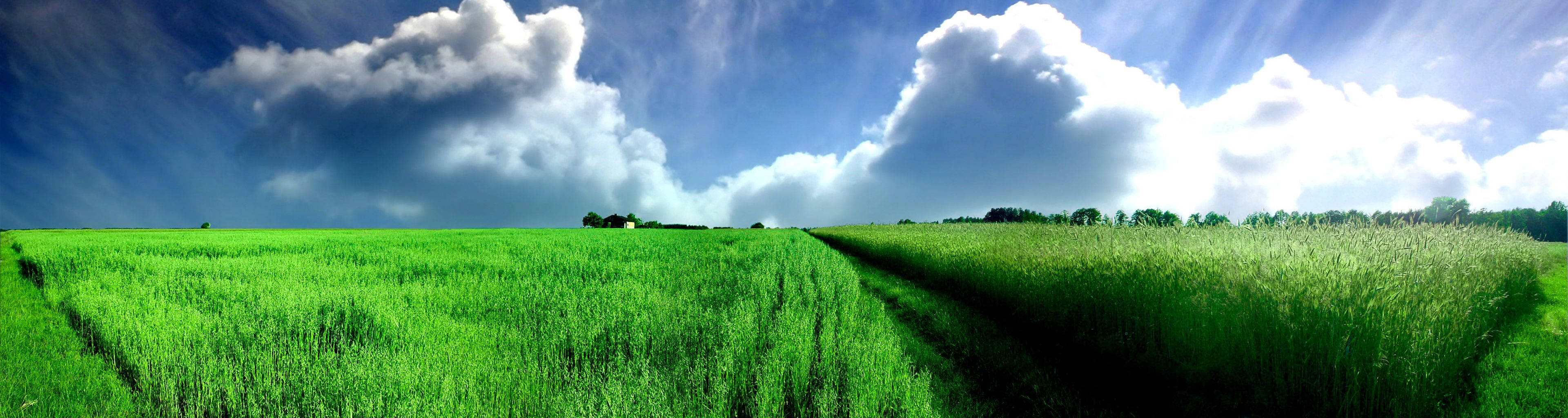 widescreen view, hay field, green wheat field, 4K Desktop Wallpaper