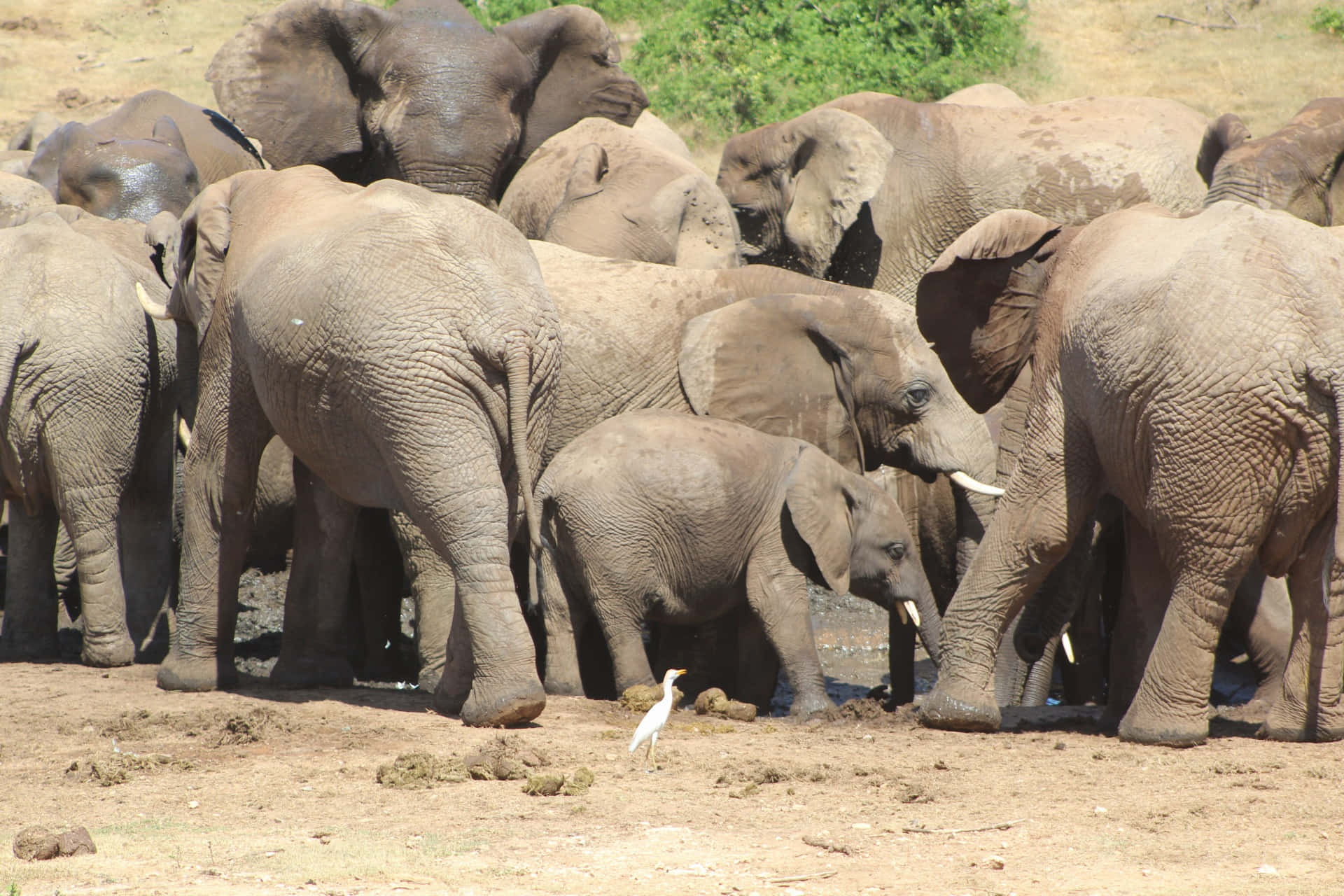 herd of elephants, muddy watering hole, white bird, Full HD Desktop Wallpaper