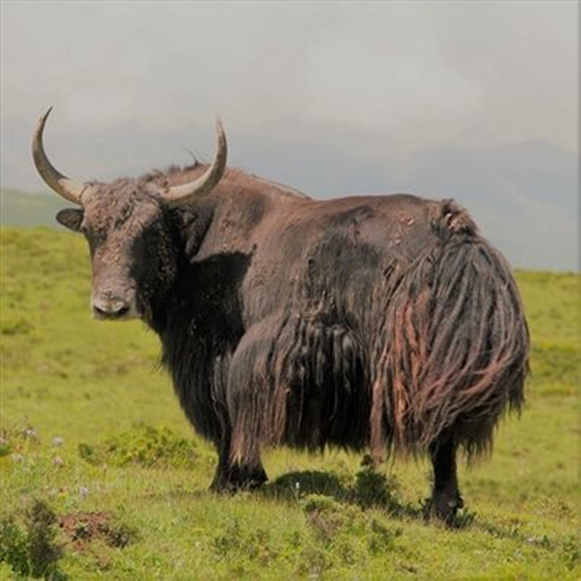 yak, curved horns, lush green meadow, HD Desktop Wallpaper