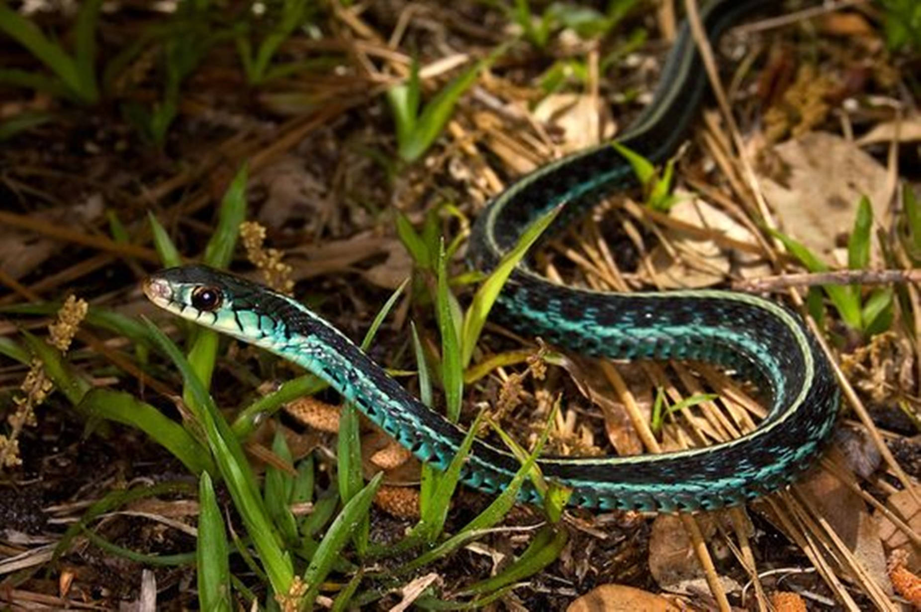Common Garter Snake, vibrant green, black, HD Desktop Wallpaper