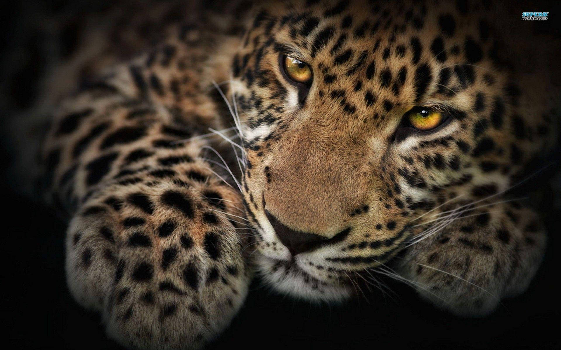 golden-eyed leopard, golden eyes, spotted fur, Full HD Desktop Wallpaper