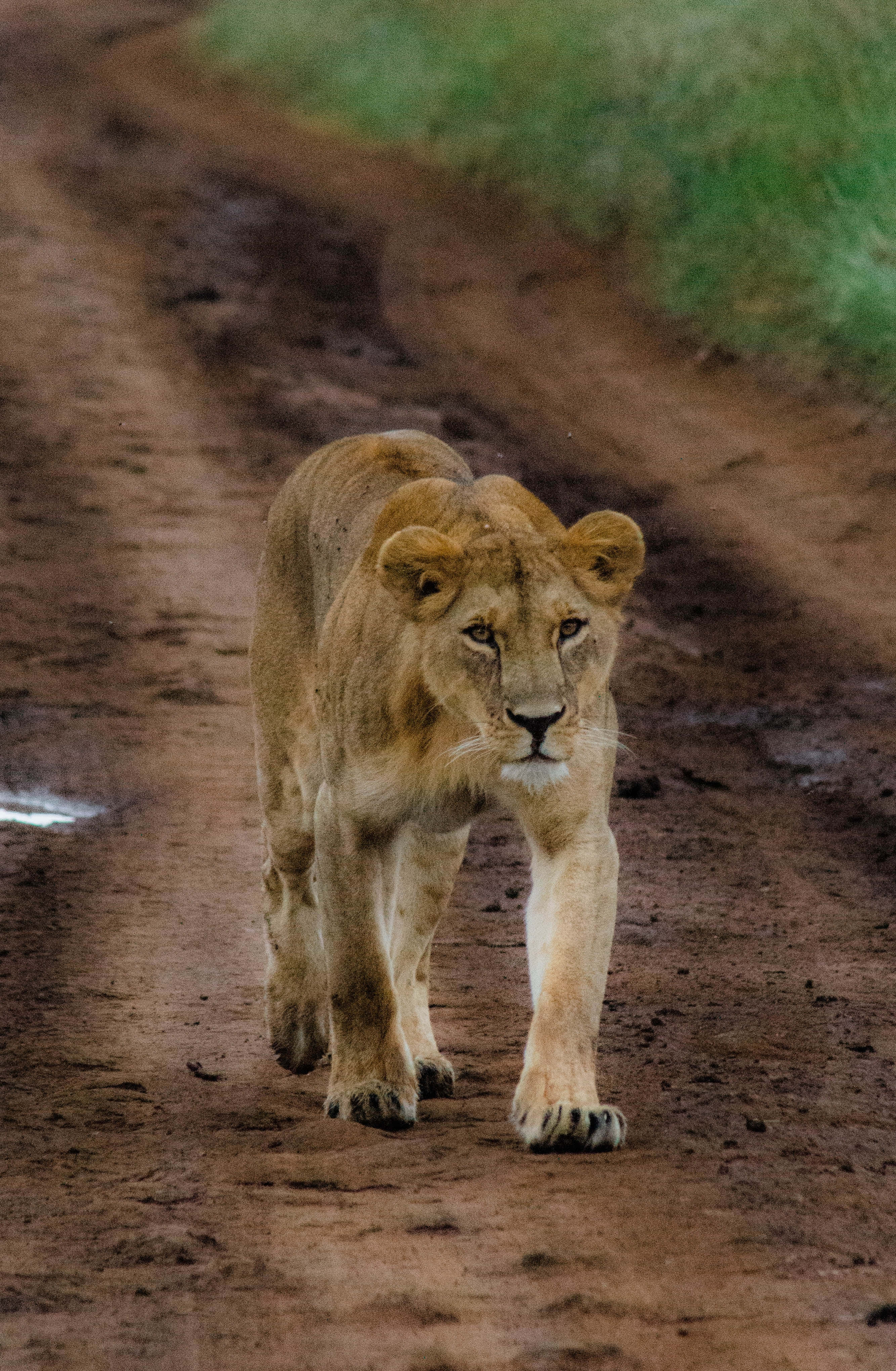lioness, muddy dirt path, grassy terrain, 4K Phone Wallpaper