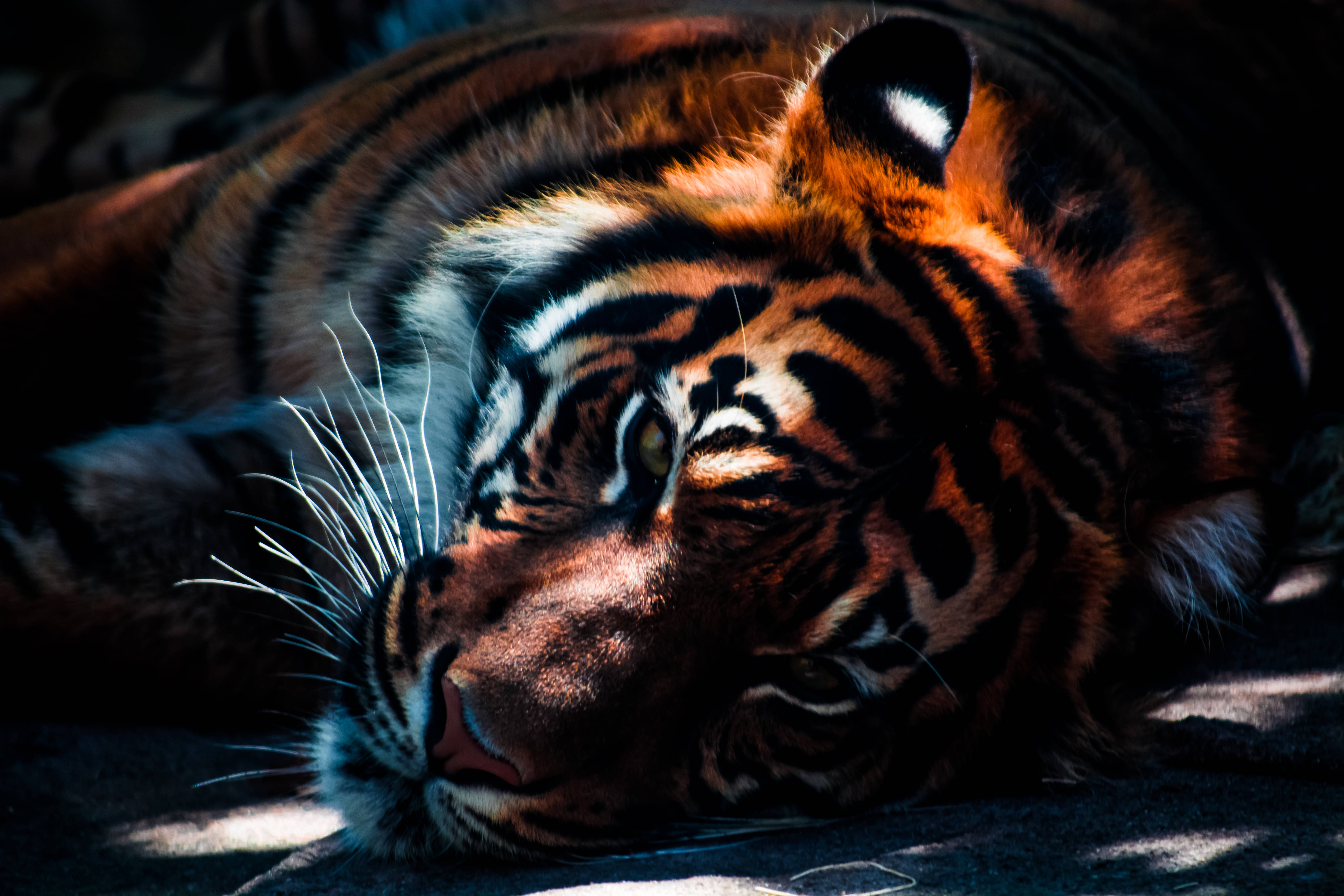 majestic tiger, dappled sunlight, orange and black stripes, 5K Desktop Wallpaper