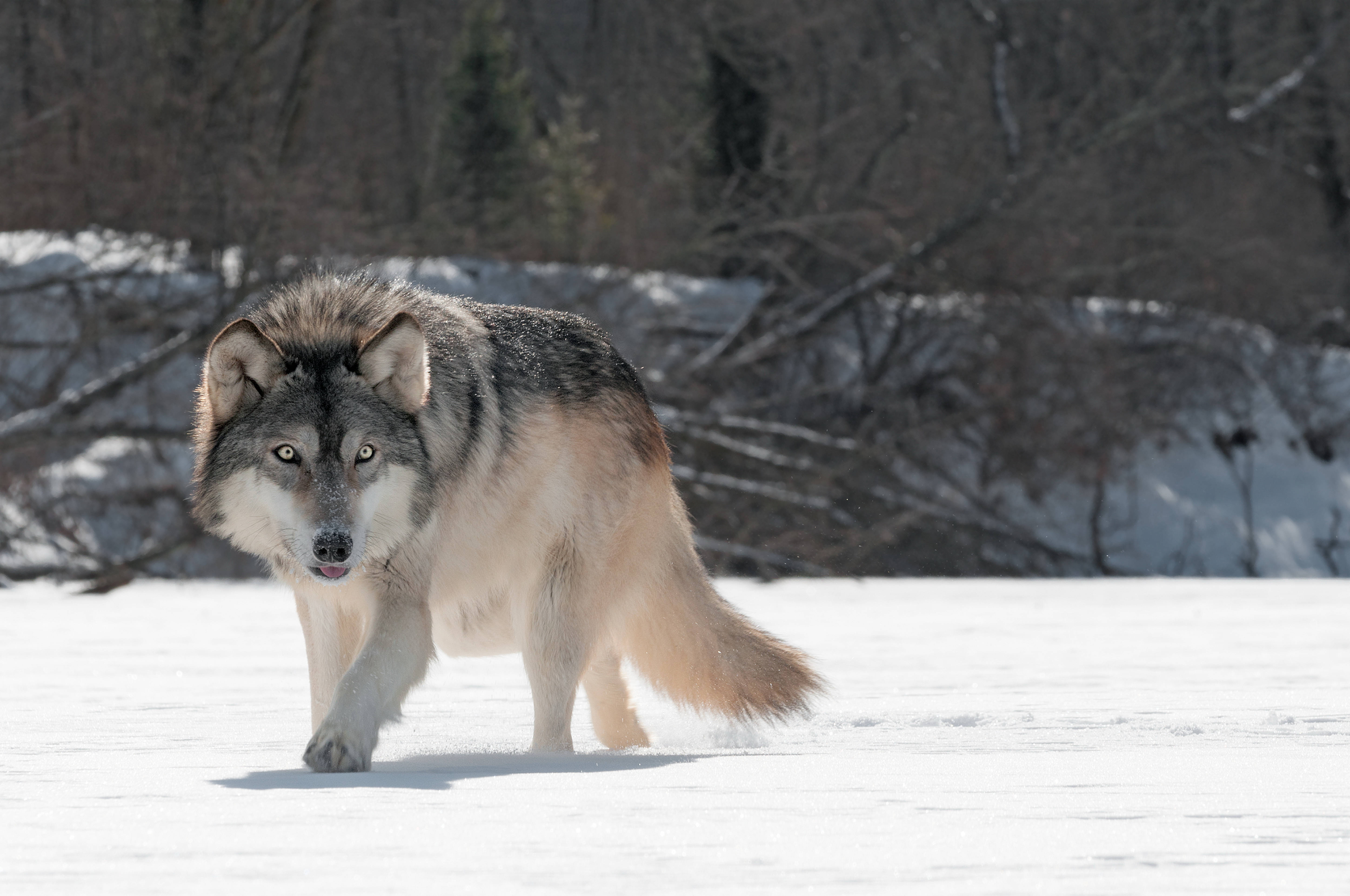 4K Ultra HD, gray wolf, snowy field, 5K Desktop Wallpaper