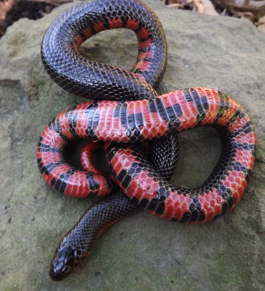 mud snake, red and black, mossy gray rock, SD Phone Wallpaper