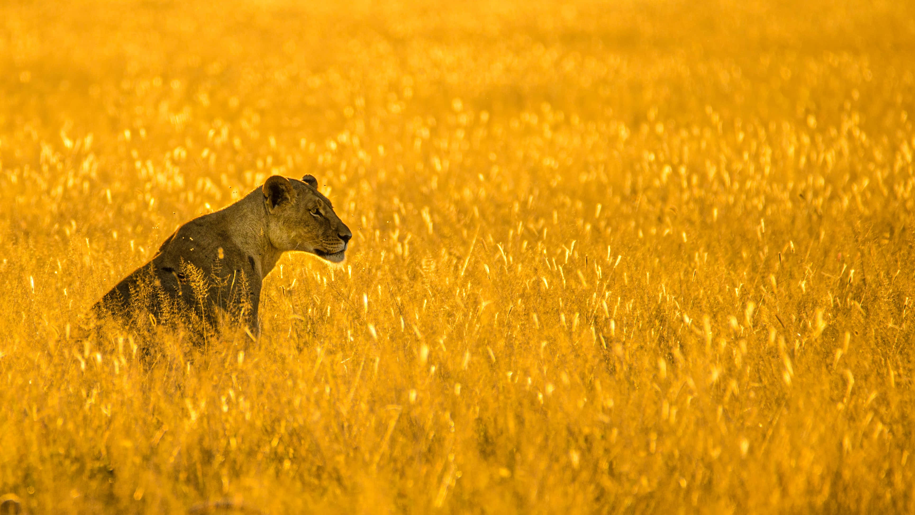 lioness, yellow grassland, golden grass, 2K Desktop Wallpaper