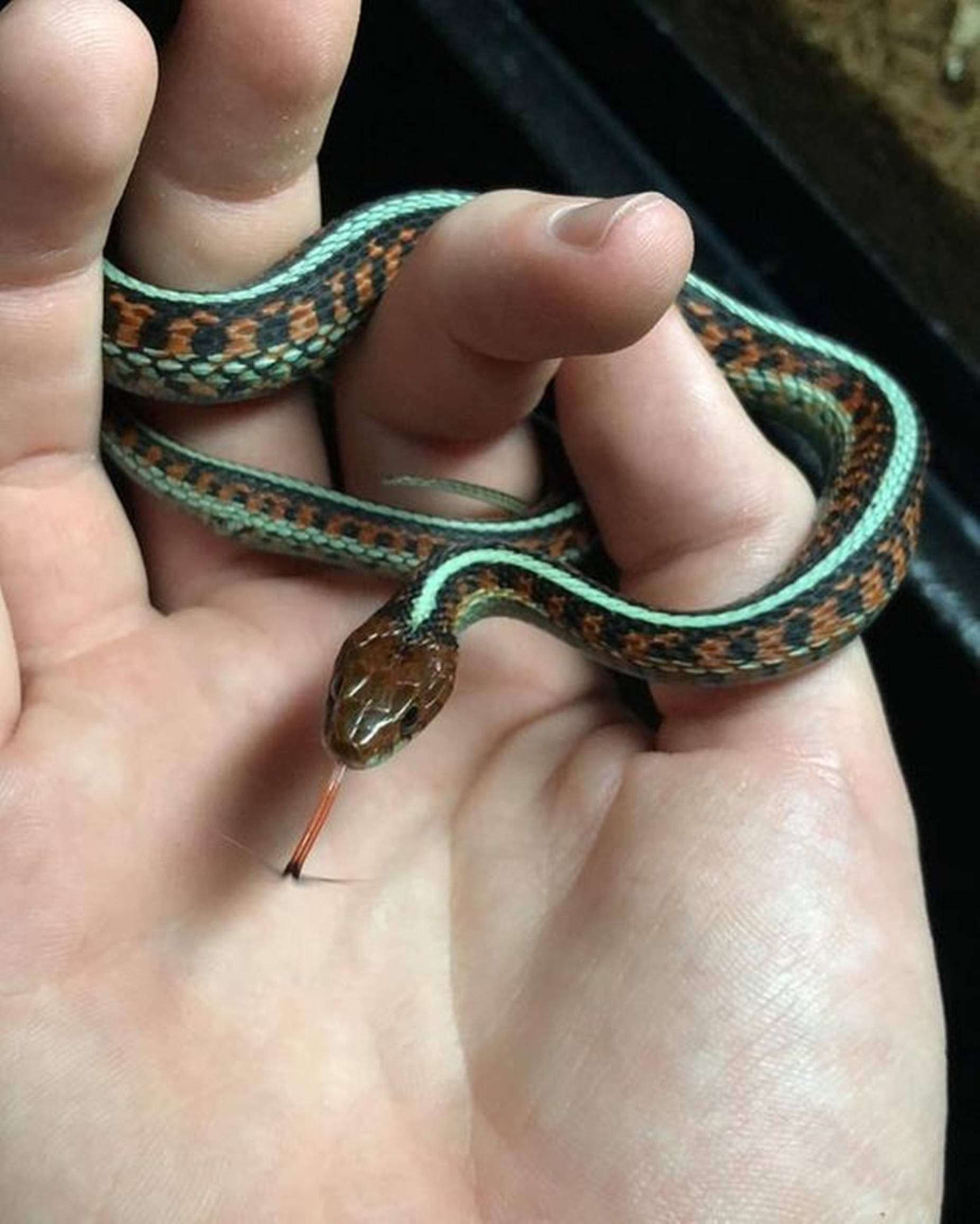 California Red-sided Garter Snake, green and orange stripes, open palm, Full HD Phone Wallpaper