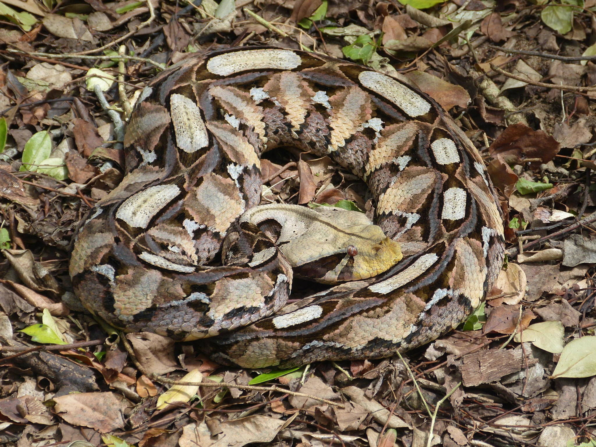 gaboon viper, brown and white patterns, dry leaves, Full HD Desktop Wallpaper